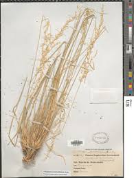 Image result for Styppeiochloa