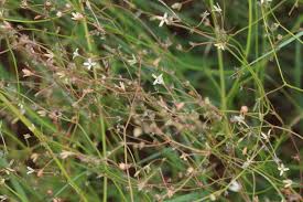 Image result for Kohautia caespitosa