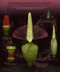 Corpse Flower Cycle Best Flower Wallpaper