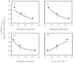 Does Chloroplast Size Influence Photosynthetic Nitrogen Use Efficiency