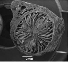 Image result for Polyceratocarpus