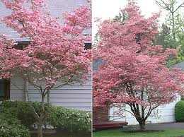 Here are some of the types of this pink flowering trees variety makes a beautiful counterpoint to common white dogwood. Cornus Florida Landscape Plants Oregon State University