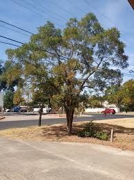 Image result for Sapindus saponaria