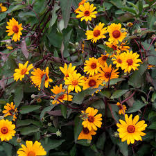 Sonnenauge Summer Nights Sonnenauge Pflanzen Pflanzen Schatten