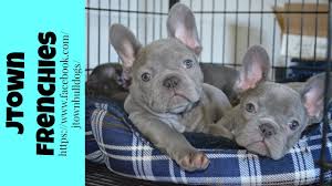 We occasionally have blue french bulldog puppies as this color is a natural occurrence in the breed but often discouraged and also the puppies will turn another natural color like fawn or brindle. Lilac And Blue French Bulldogs Youtube