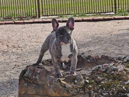She is akc registered, vet checked, vaccinated, wormed and comes with a 1 year genetic health guarantee. Frenchies Of Paris Home Facebook