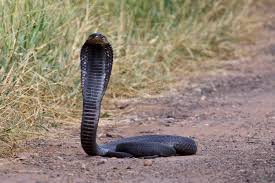 The best applications read like sentences when used. 314 Zwarte Cobra Foto S Gratis En Royaltyvrije Stockfoto S Uit Dreamstime