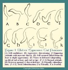 Wolf Behavior Facts Cat Tail Language Wolf Dog Tail Meaning