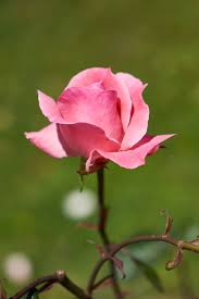 Just have a look romantic red roses pictures. Hd Wallpaper Flower Rose Nature Romantic Pink Love Romance Beauty Wallpaper Flare