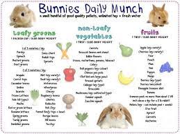 Rabbitdailyfoodcolourpicsbunsxxsm Photo By Smilee Jenny Photobucket Pet Bunny Rabbits Rabbit Care Pet Rabbit