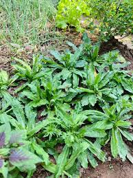 Bác nào thích ăn mùi tàu hay còn gọi là ngò gai thì trồng 2 chục cây ăn mệt nghỉ luôn ý ạ. Em thấy hành lá có thời vụ, mùa đông