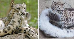 Snow Leopards Love Nomming On Their Fluffy Tails 12 Pics Bored Panda