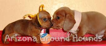 Kanichen Vs Miniature Dachshund Find Size Chart Info On Www