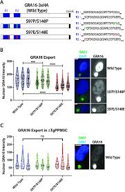 Check spelling or type a new query. Toxoplasma Gondii Ppm3c A Secreted Protein Phosphatase Affects Parasitophorous Vacuole Effector Export