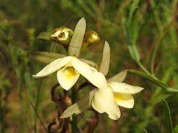 Image result for Eulophia ovalis