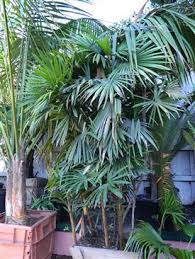 Maybe you would like to learn more about one of these? Rhapis Humilis The Slender Lady Palm