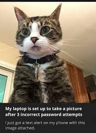 My Laptop Is Set Up To Take A Picture After 3 Incorrect Password Attempts Cute Funny Animals Funny Animals Funny Cats