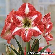 Monte Carlo Amaryllis Bulb Amaryllis Bulbs Amaryllis Bulb Flowers