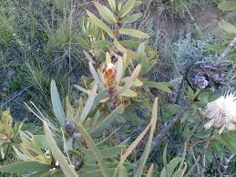 Image result for Protea welwitschii