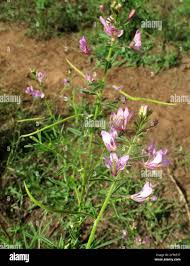 Image result for Cleome hirta
