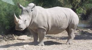 Réduite en poudre, la corne de rhinocéros ferait baisser la fièvre, reculer le cancer, stopper les saignements de nez et remonter la libido. Rhinoceros Wikipedia