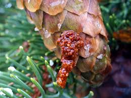 Image result for Cydia strobilella