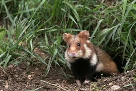 How Long Do Hamsters Live For Wild Hamsters Hamster Live Hamster