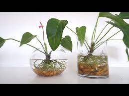 10 сорта антуриума андре и шерцера по окраске. How To Grow And Care Anthurium Plants In Water Anthurium In Glass Vase Decor Youtube Anthurium Plant Plant In Glass Water Plants