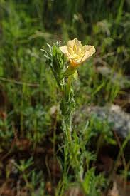 Image result for Oenothera indecora