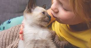 These are the 4 best cat breeds if you have kids