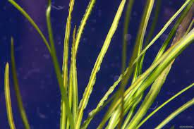 Balansae, differs from it by narrower (0.5 to 1.2 cm wide), unhammered submersed leaves. Cryptocoryne Crispatula Var Flaccidifolia Flowgrow Aquatic Plant Database