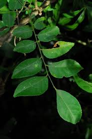 Image result for Clausena anisata