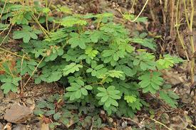 Image result for Mimosa diplotricha