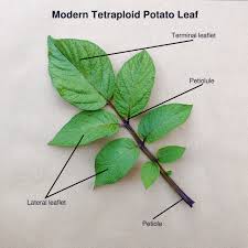 As a potato plant grows, it produces a main stem with leaves and flowers aboveground. A Closer Look At Potato Leaves Cultivariable