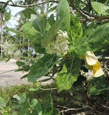 Image result for Neoschumannia