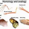 Human evolution, hand, foot, homologous structures, adaptations. 1