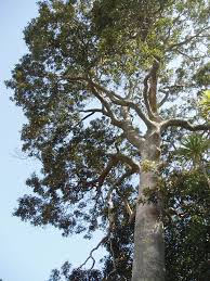 Image result for Cryptocarya