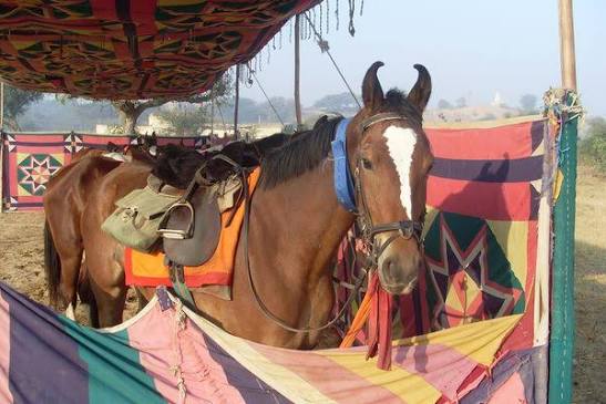 2 Places Tagged “Horses” in India - Atlas Obscura