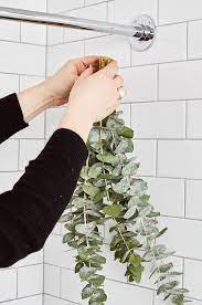 Pin On Bathroom Plants