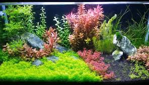 Here is one for aquarists on a low budget; The Best Led Lights For Planted Aquarium Plant Growth