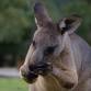 Celebrate World Kangaroo Day event image