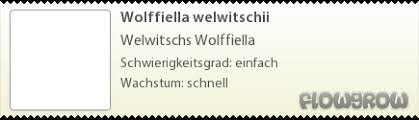 Image result for Wolffiella welwitschii