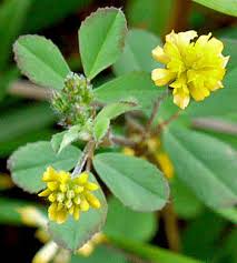 Image result for Trifolium campestre