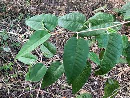 Image result for Croton dichogamus