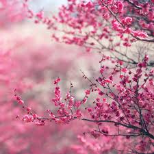 Nf15 Pink Blossom Nature Flower Spring Love Wallpaper For the hd flower images, you don't have to pay any cost. nf15 pink blossom nature flower spring