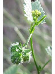 Image result for Tragia brevipes