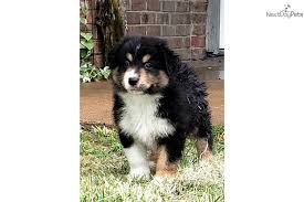 > all activity partners artists childcare general groups local news and views lost & found missed connections musicians pets politics rants & raves rideshare volunteers. Max Australian Shepherd Puppy For Sale Near Dallas Fort Worth Texas De634b93 9f31 Australian Shepherd Australian Shepherd Puppies Shepherd Puppies