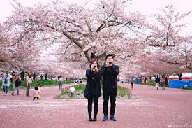 Photo by perry li on flickr. Japan Osaka Spring Travel Guide For Best Cherry Blossom Sakura Spots Anakjajan Com