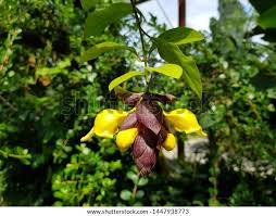 Image result for Gmelina