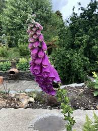 While the leaves are quite similar, mullein grows much taller and lamb's ear leaves are softer. What S Flowering Now In Cornwall Late May To Early June Adventuresinbeeland S Blog